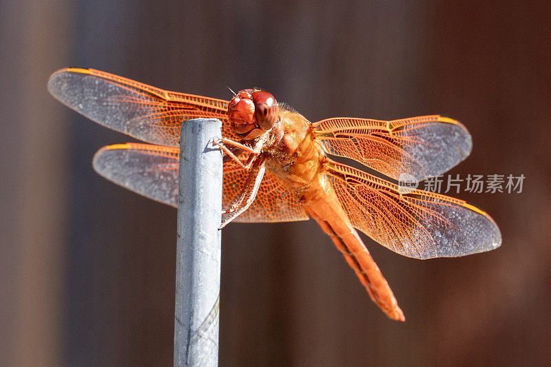 掠焰蜻蜓，Libellula saturata